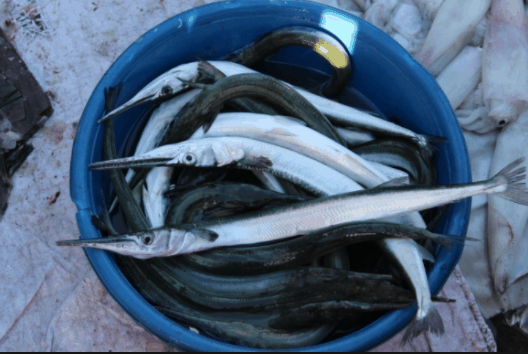 Cá nhái biển ở Phú Quốc