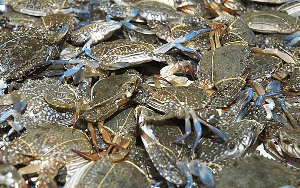 Ghẹ tươi ngon ở Phú Quốc