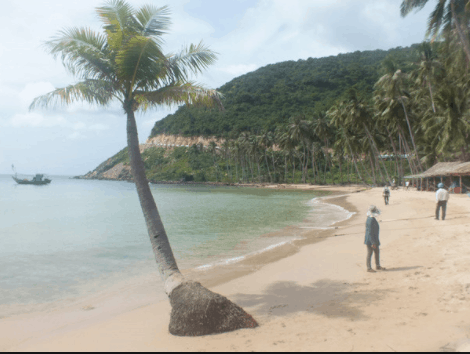Hàng dừa nghiêng soi bóng xuống biển