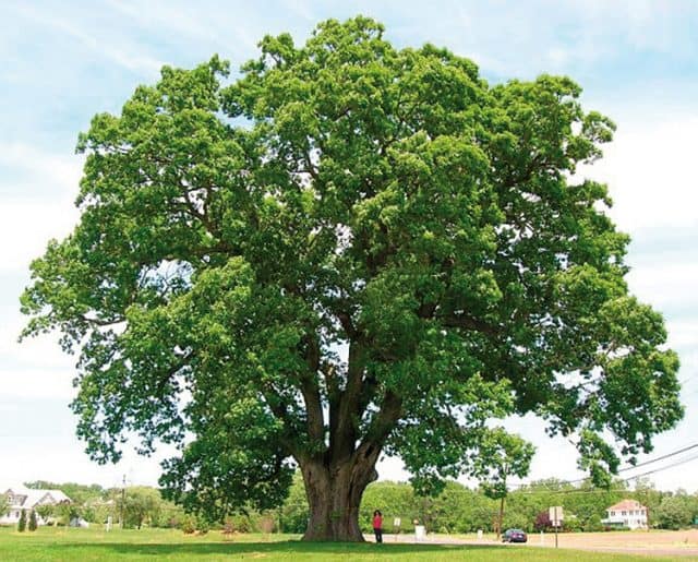 Cây kơ nia gắn liền với vùng núi Tây Nguyên (ẢNH ST)