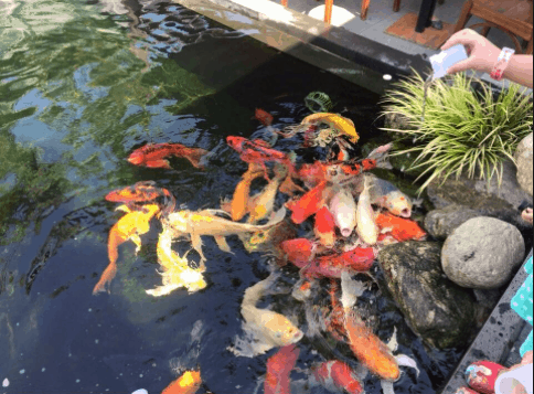 Chiêm ngưỡng đàn cá Koi dưới hồ Chiêm ngưỡng đàn cá Koi dưới hồ