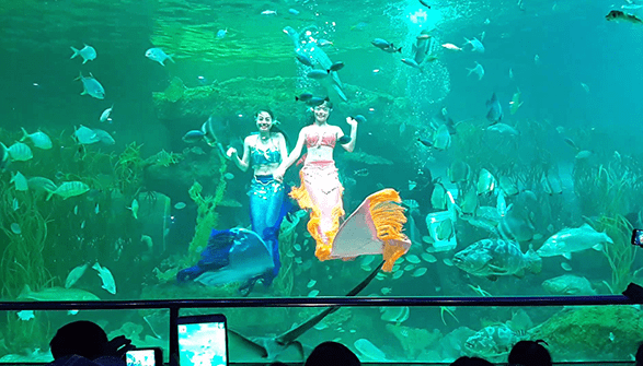 Chiêm ngưỡng màn trình diễn dưới nước tại Vinpearl Land