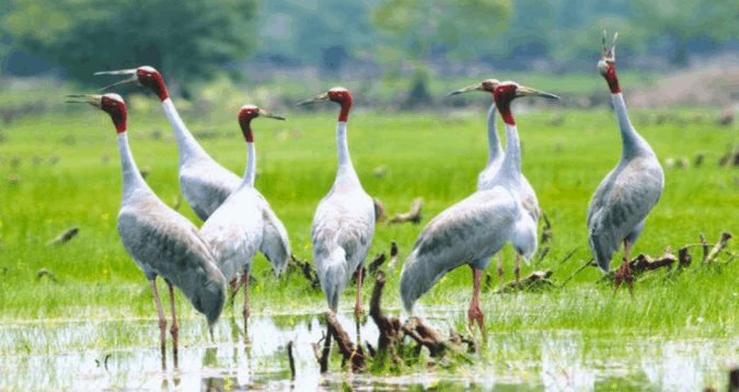 Du lịch Gáo Giồng chiêm ngưỡng các loài chim Du lịch Gáo Giồng chiêm ngưỡng các loài chim