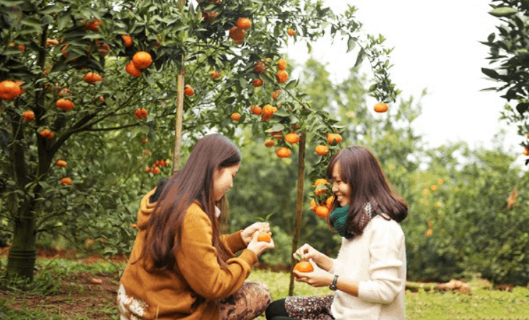 Du lịch miệt vườn Bến Tre Du lịch miệt vườn Bến Tre