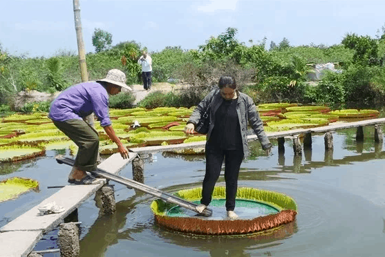 Đứng lên lá sen trên một chiếc mâm thiếc Đứng lên lá sen trên một chiếc mâm thiếc