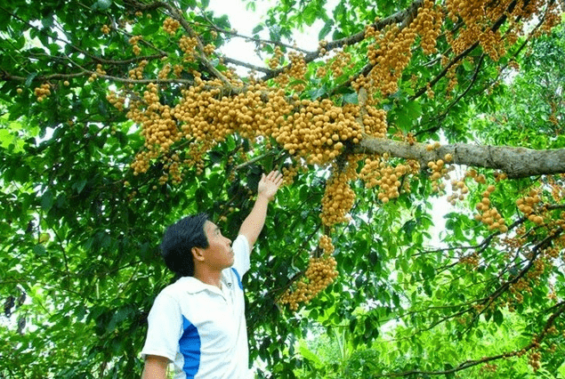 Khám phá miệt vườn Bến Tre Khám phá miệt vườn Bến Tre
