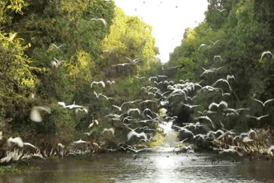 Khám phá tràm chim - Gáo Giồng Khám phá tràm chim - Gáo Giồng