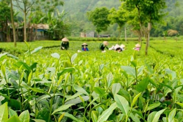 Làng chè ở Ba Vì