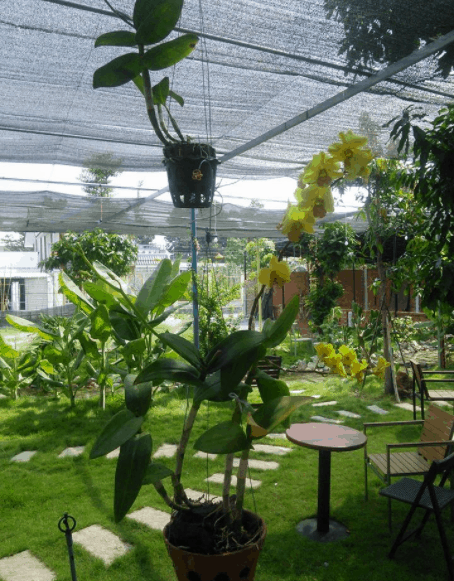 Quán MM Garden Cafe được bao phủ bởi cây xanh mát Quán MM Garden Cafe được bao phủ bởi cây xanh mát