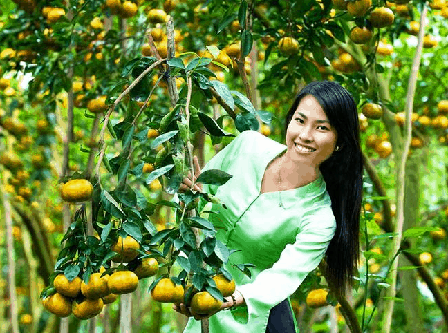 Tại chợ lách có nhiều vườn trái cây thơm ngon Tại chợ lách có nhiều vườn trái cây thơm ngon