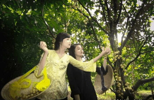 Tham quan miệt vườn Bến Tre Tham quan miệt vườn Bến Tre