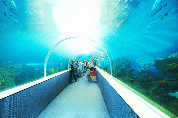 Tham quan thủy cung tại Vinpearl Land