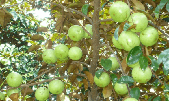 vườn cây trái gần sài gòn vườn cây trái gần sài gòn