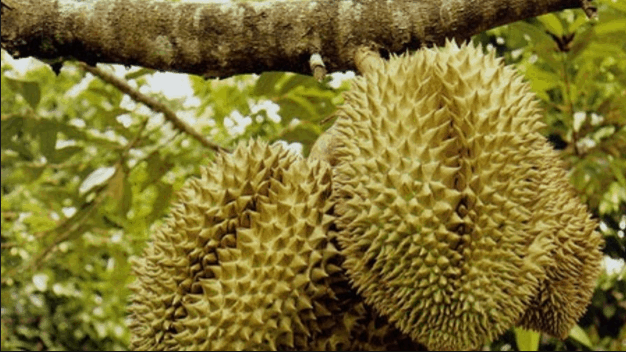 vườn cây trái gần sài gòn vườn cây trái gần sài gòn