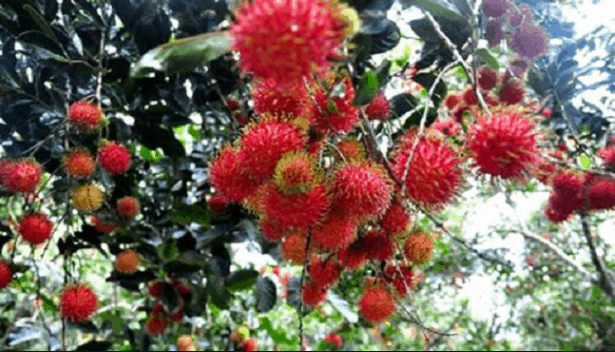 vườn cây trái gần sài gòn vườn cây trái gần sài gòn