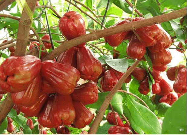 vườn cây trái gần sài gòn vườn cây trái gần sài gòn