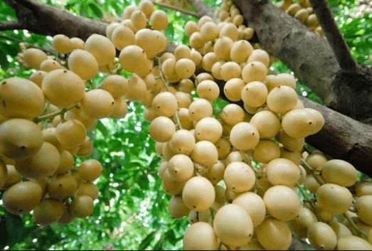 vườn cây trái gần sài gòn vườn cây trái gần sài gòn