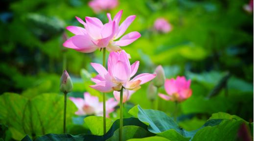 đồng sen Tháp Mười đồng sen Tháp Mười