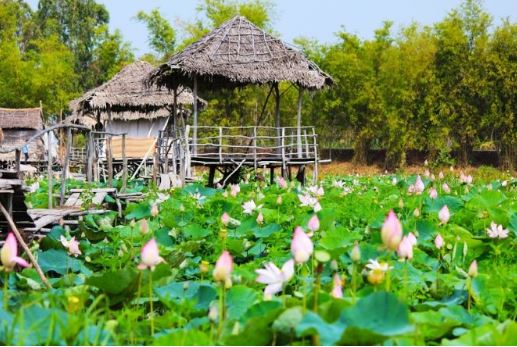 đồng sen tháp mười đồng sen tháp mười