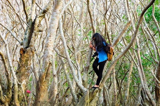 Đi sâu vào rừng, khám và từng gốc chá, rừng cây. (Ảnh: ST)