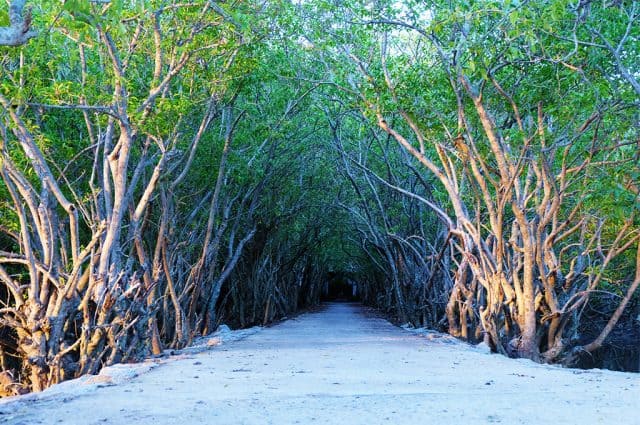 Con đường rợp bóng cây nên thơ ở rừng Rú Chá. (Ảnh: ST)