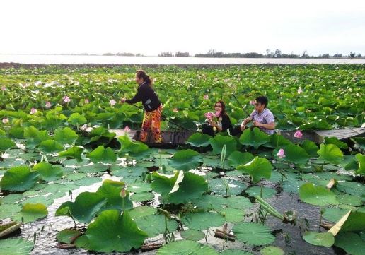 đồng sen Tháp Mười đồng sen Tháp Mười