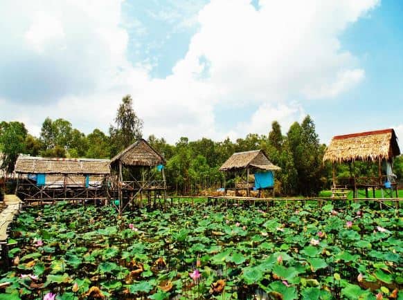đồng sen tháp mười đồng sen tháp mười