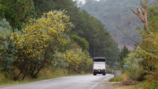 Vào mùa hoa nở, hai bên đường ngập tràn sắc hoa Mimosa (Ảnh ST)