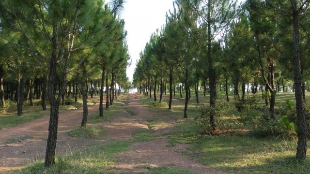 Nét đẹp của Đồi Vọng Cảnh (Ảnh: ST)