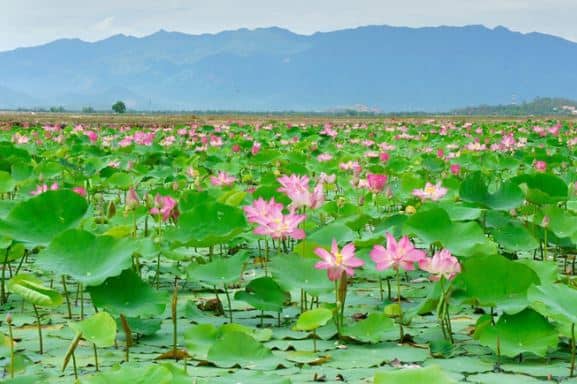 đồng sen tháp mười đồng sen tháp mười