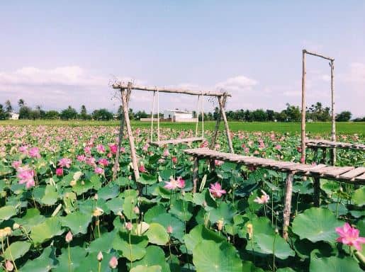 đồng sen Tháp Mười đồng sen Tháp Mười