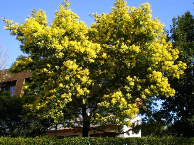 Cây Mimosa chỉ có tại Đà Lạt (Ảnh ST)