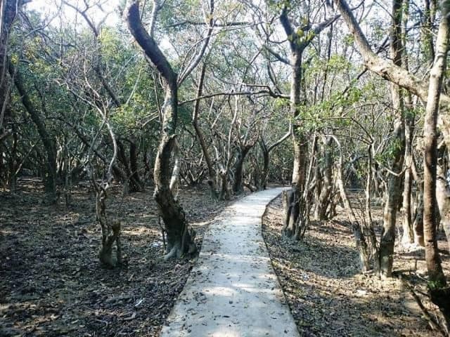 Cây chá ở đây 90% là cây nguyên sinh. (Ảnh: ST)
