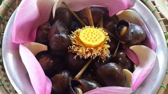 đặc sản đồng sen tháp mười đặc sản đồng sen tháp mười