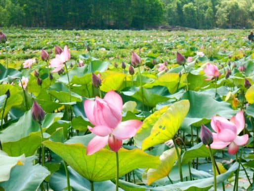 đồng sen Tháp Mười đồng sen Tháp Mười