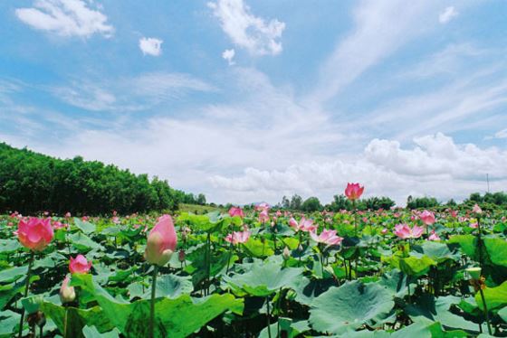 đồng sen tháp mười đồng sen tháp mười