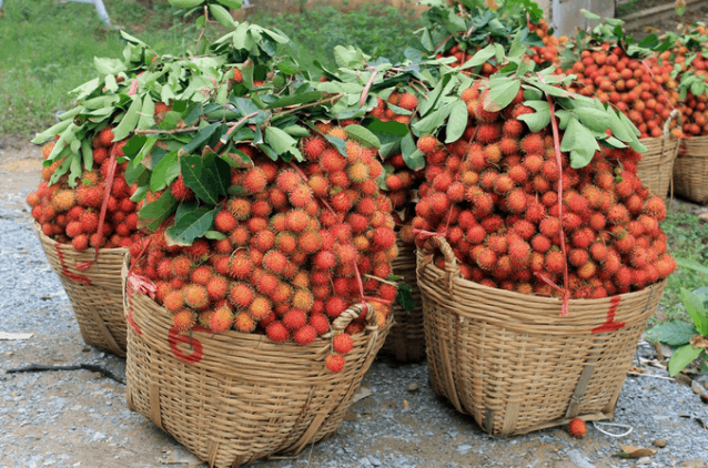 vườn cây trái gần sài gòn vườn cây trái gần sài gòn