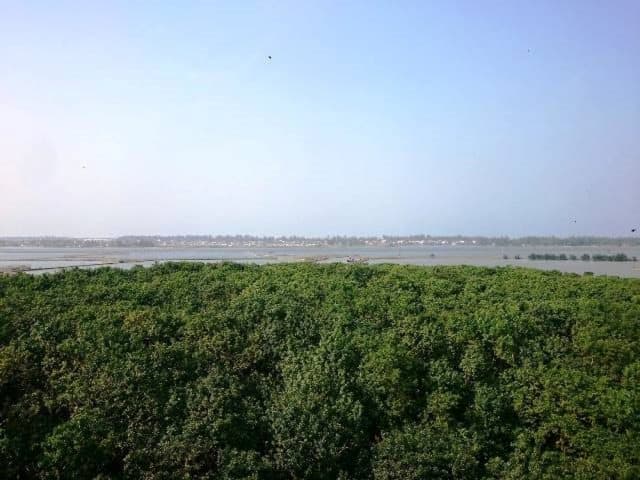 View rừng ngập mặn Rú Chá tuyệt đẹp khi nhìn từ trên cao. (Ảnh: ST)