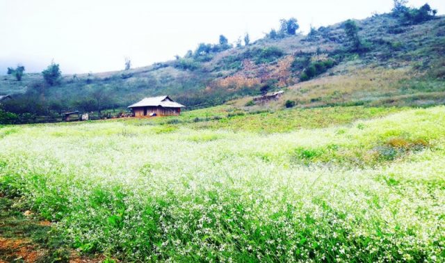 kinh nghiệm du lịch phượt Mộc châu