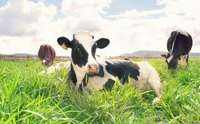 vinamilk organic milk farm (ảnh: st)