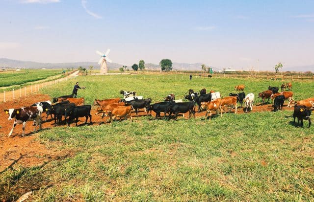 vinamilk organic milk farm (ảnh: st)