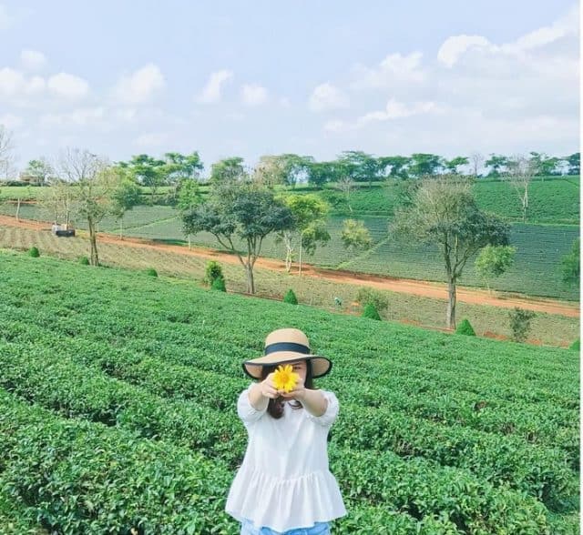 đồi chè tâm châu (ảnh: st)
