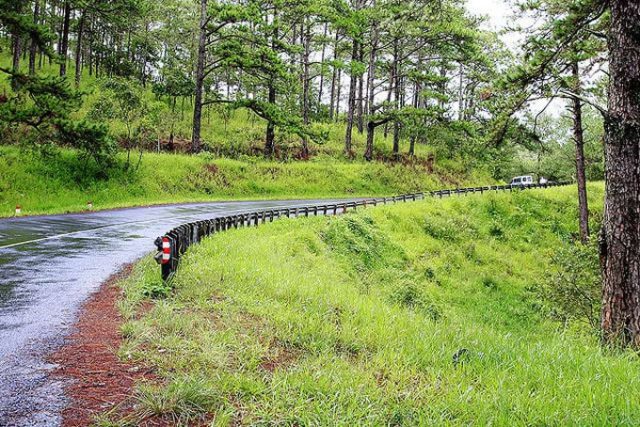 Những màu xanh tươi mát bên đường (Ảnh ST)