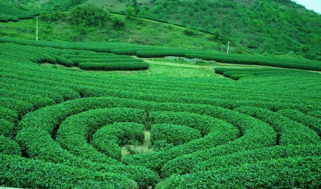 kinh nghiệm du lịch phượt Mộc châu
