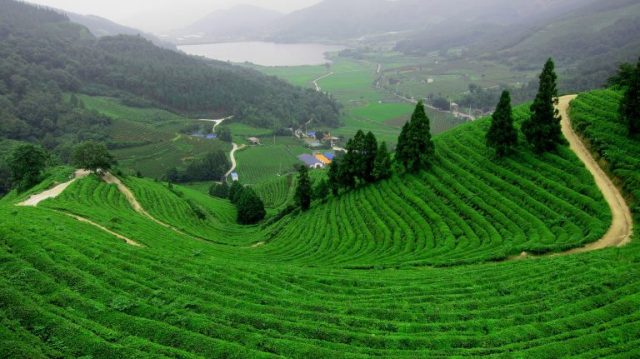 Hình ảnh đồi trà Tâm Châu (Ảnh: ST)