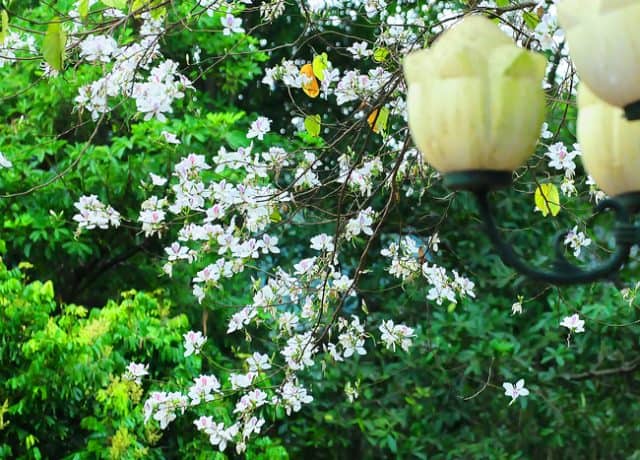 kinh nghiệm du lịch phượt Mộc Châu