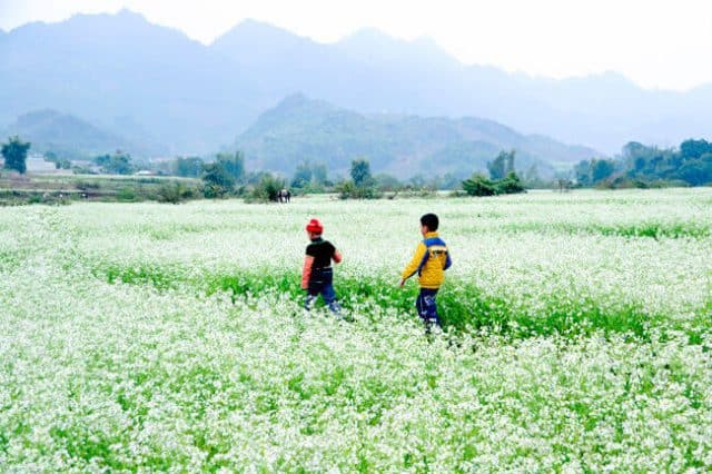 kinh nghiệm du lịch phượt Mộc Châu