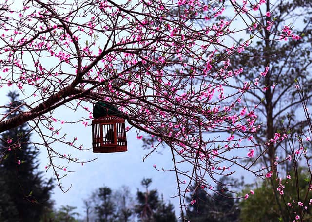 kinh nghiệm du lịch phượt Mộc Châu