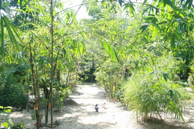 Khu bảo tồn tre trúc Đà Nẵng (Ảnh: ST)