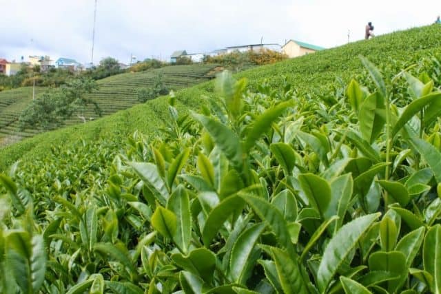 đồi chè tâm châu (ảnh: st)
